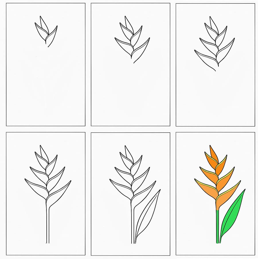 Heliconia Bloom Drawing Ideas