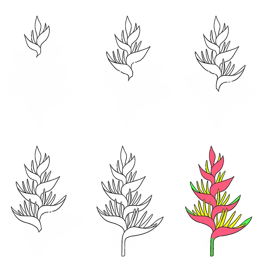 Heliconia Blossom Drawing Ideas