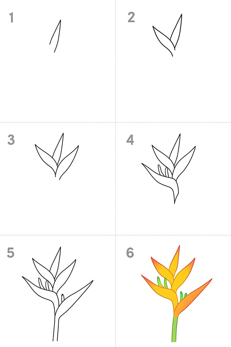 Heliconia Drawing Ideas