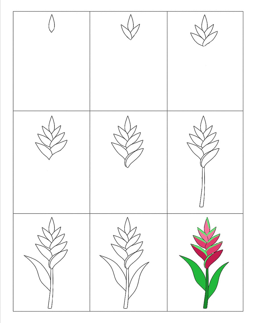 Heliconia Nice Drawing Ideas
