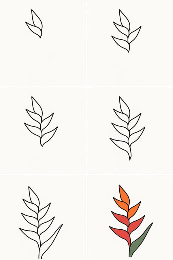 Heliconia Photo Drawing Ideas