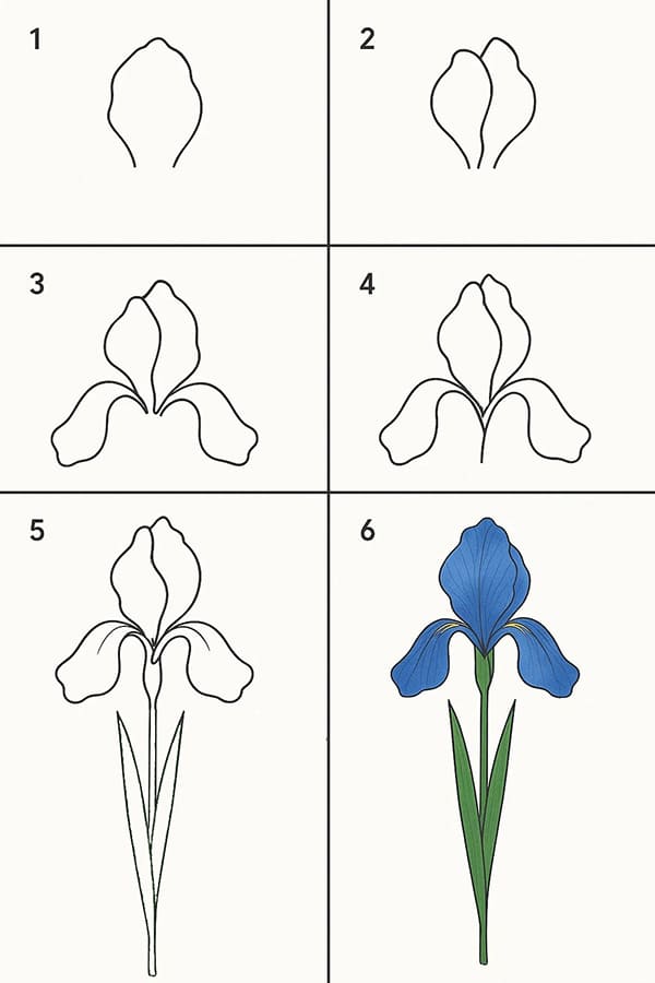 Iris Blue Drawing Ideas