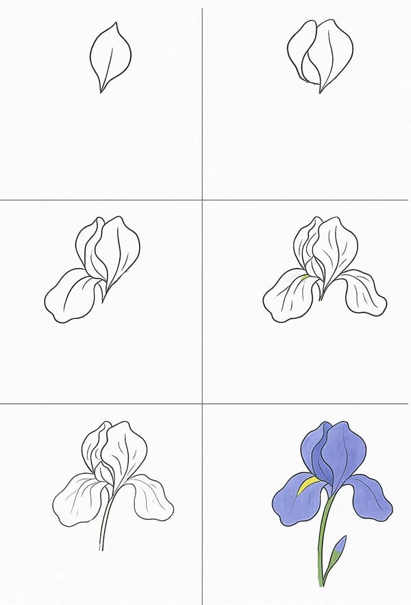 Iris Drawing Drawing Ideas