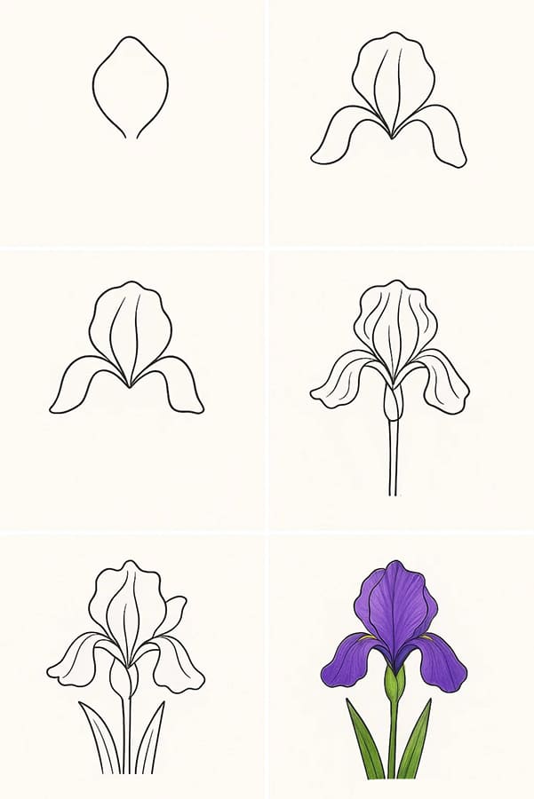 Iris Flower Drawing Ideas