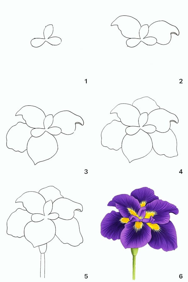 Iris Drawing Ideas