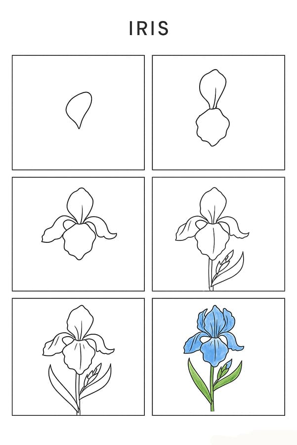 Iris Image Drawing Ideas