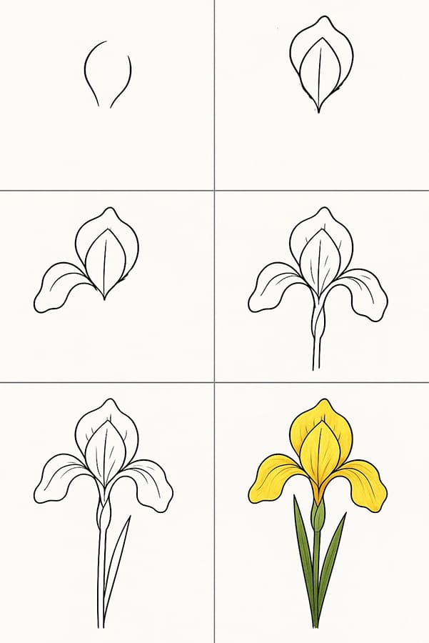 Iris Nice Drawing Ideas