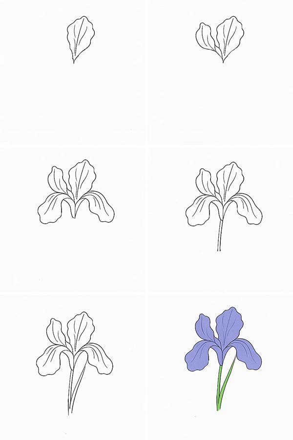 Iris Photo Drawing Ideas