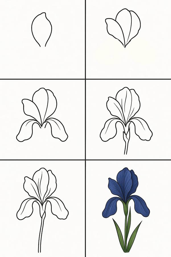 Iris Simple Drawing Ideas