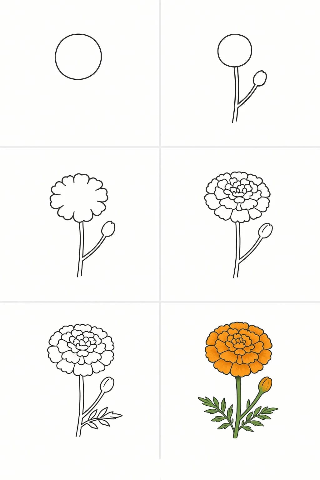 Marigold Drawing Drawing Ideas