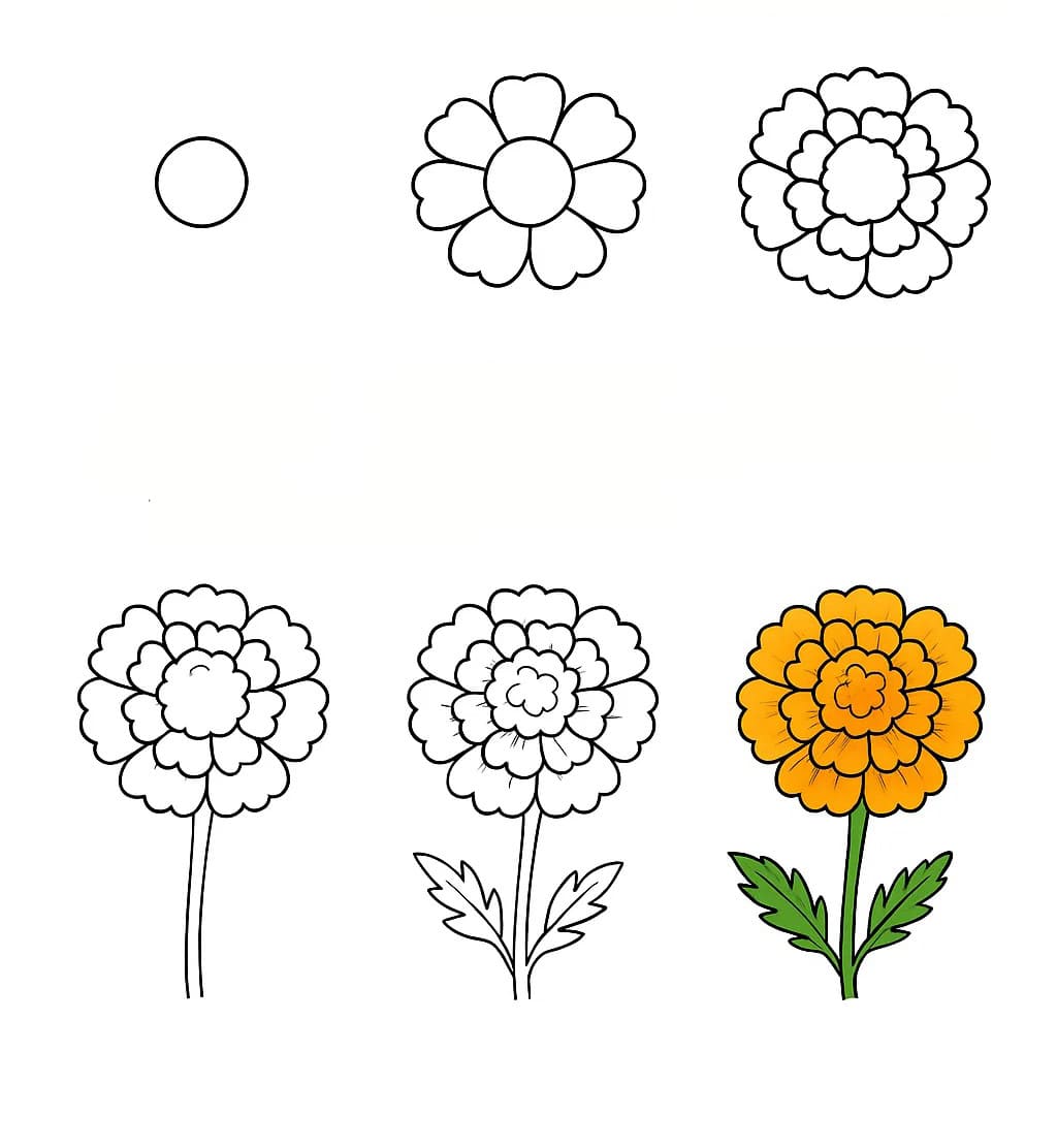 Marigold Flower Drawing Ideas
