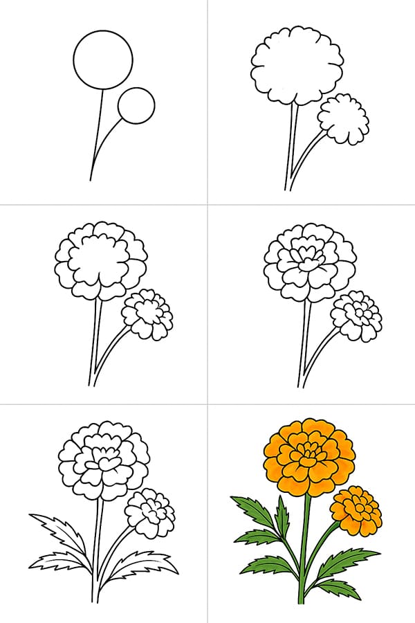 Marigold Idea Drawing Ideas