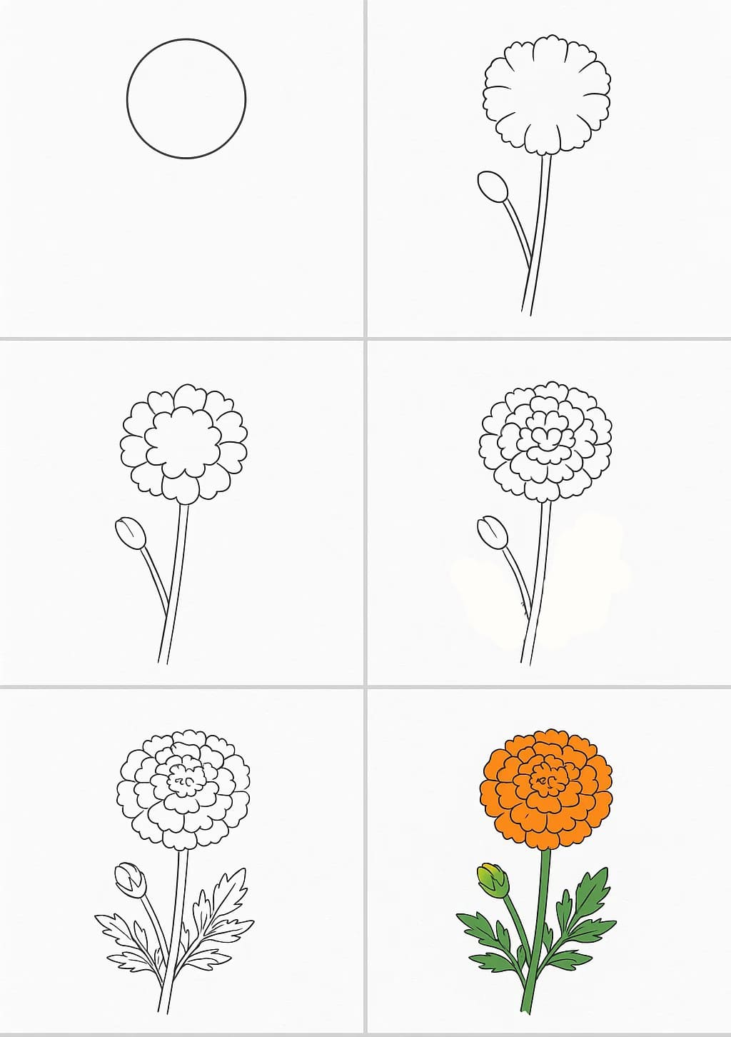 Marigold Drawing Ideas