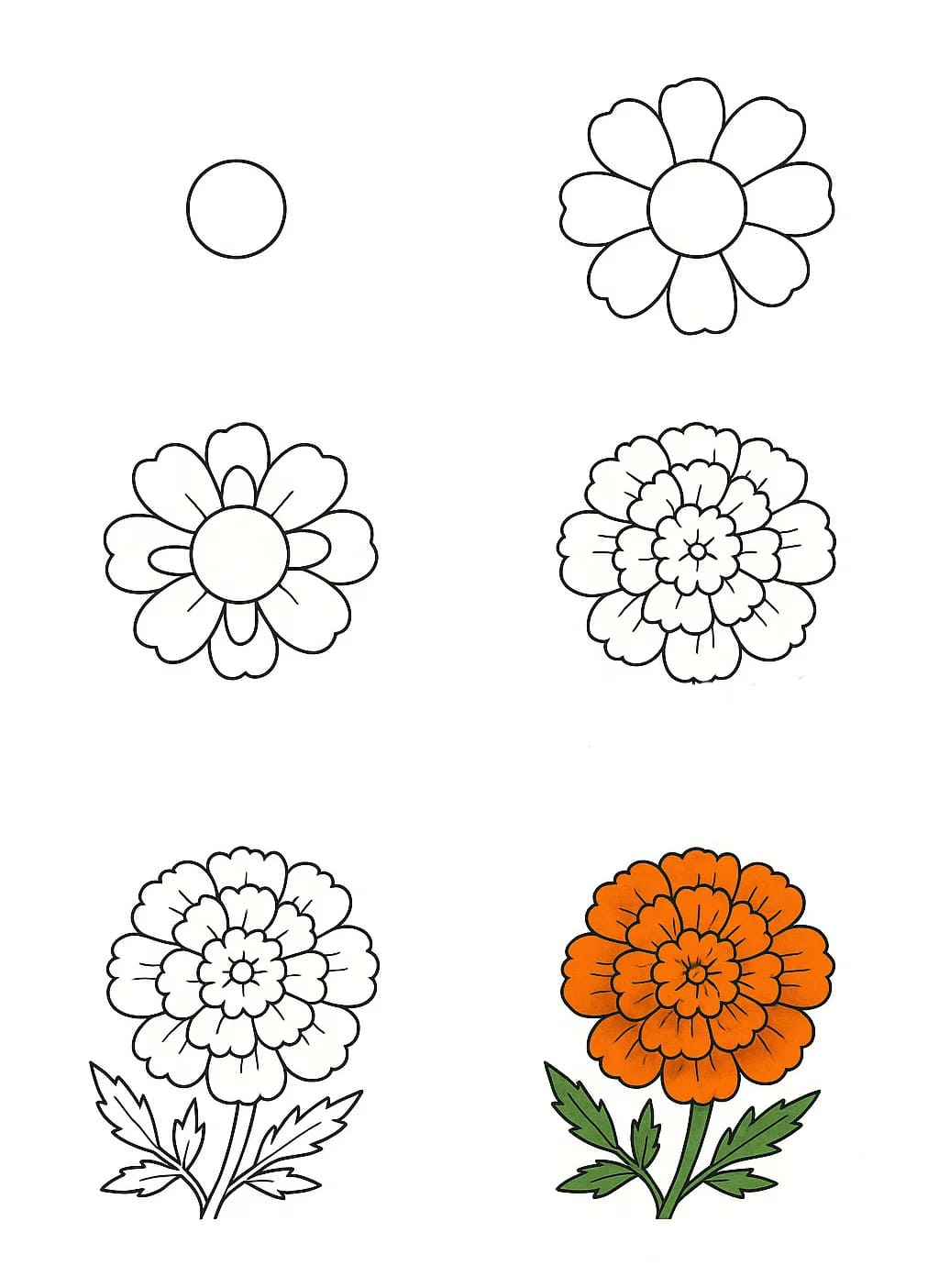 Marigold Orange Drawing Ideas