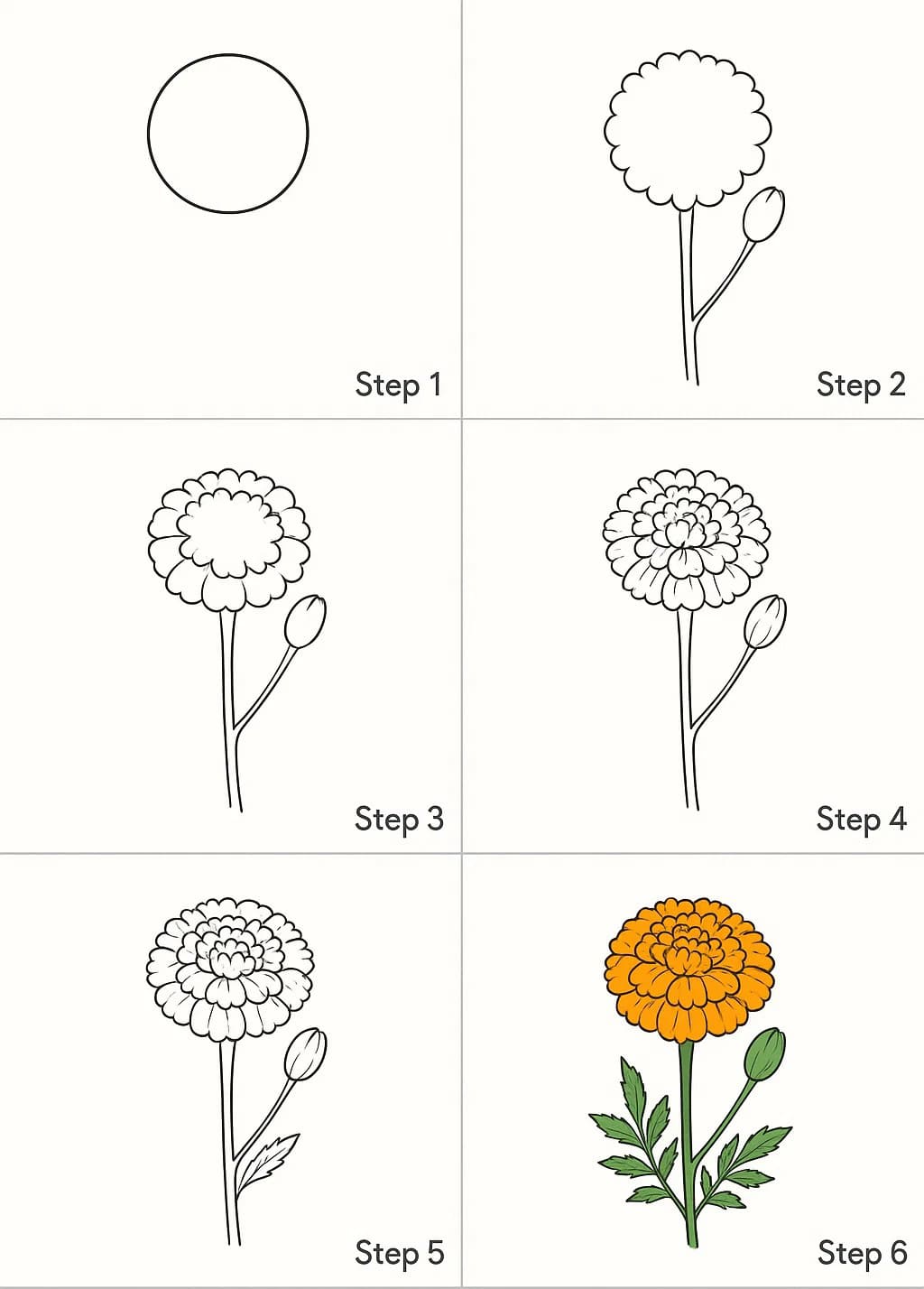 Marigold Photo Drawing Ideas