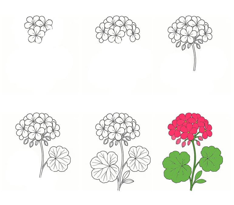 Pink Geranium Drawing Ideas
