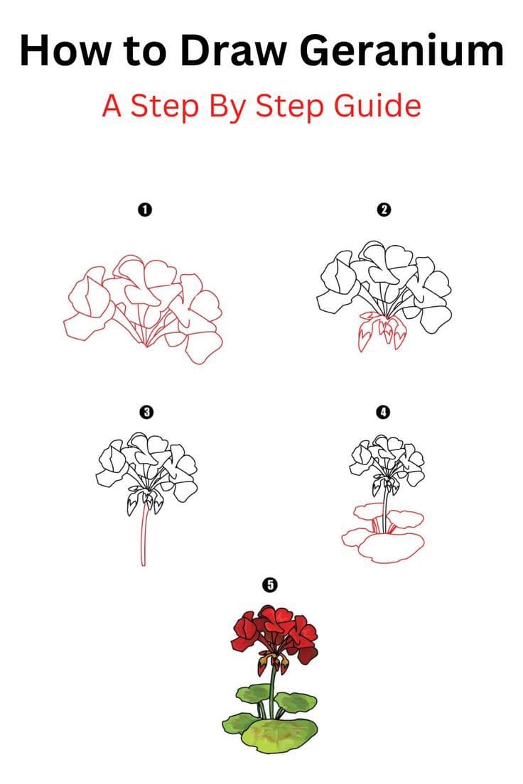 Red Geranium Drawing Ideas