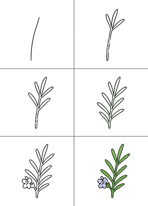 Rosemary Cartoon Drawing Ideas