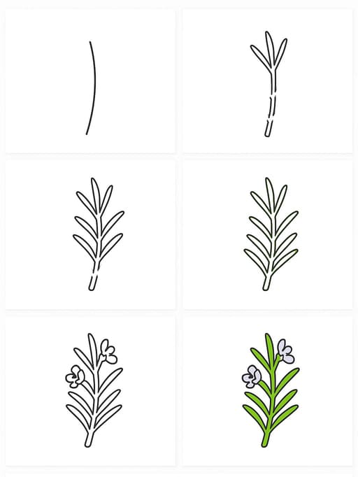Rosemary For Kids Drawing Ideas