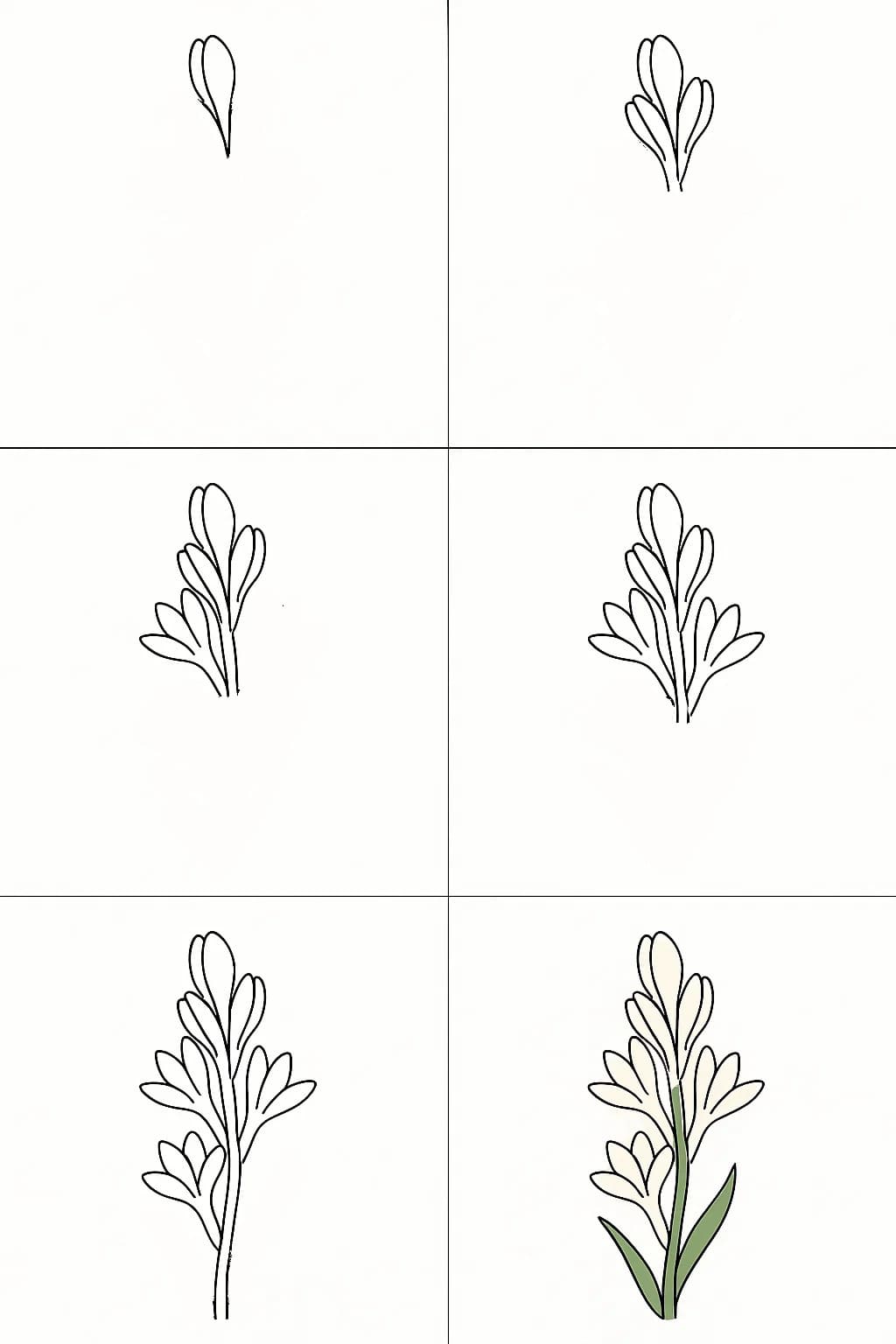 Tuberose Drawing Drawing Ideas
