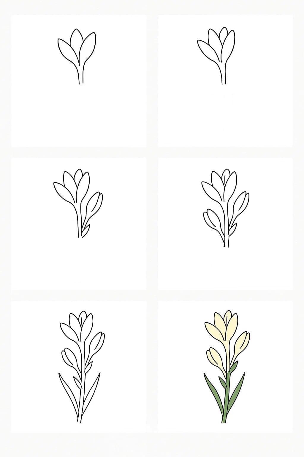 Tuberose Drawing Ideas