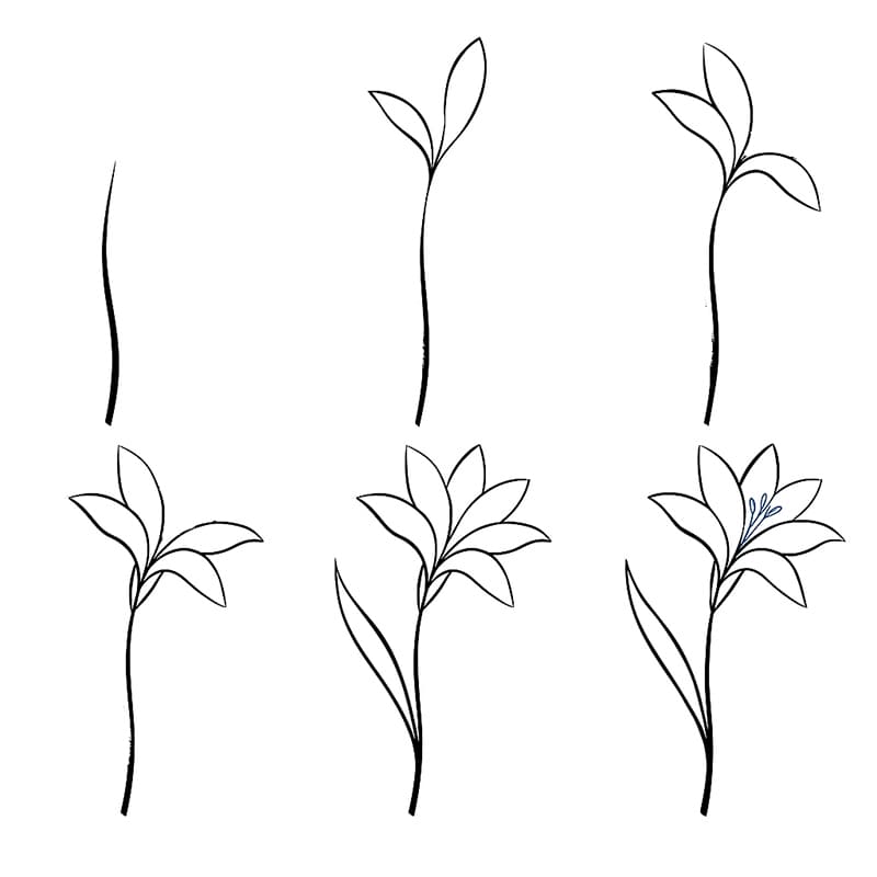 Tuberose Sketch Drawing Ideas