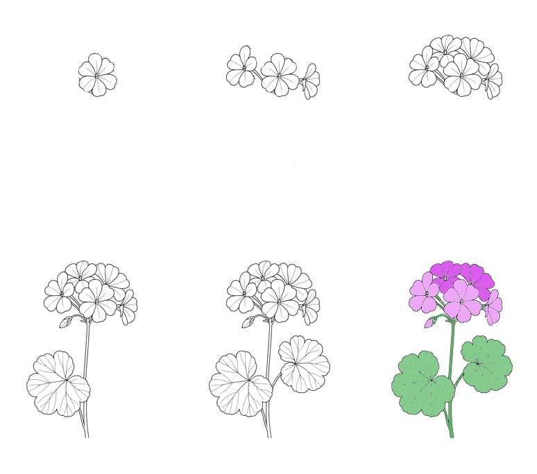Violet Geranium Drawing Ideas