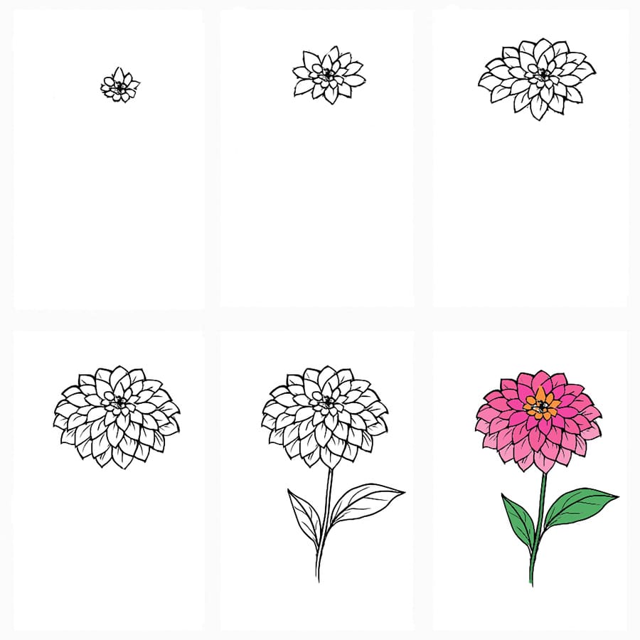 Zinnia Drawing Ideas