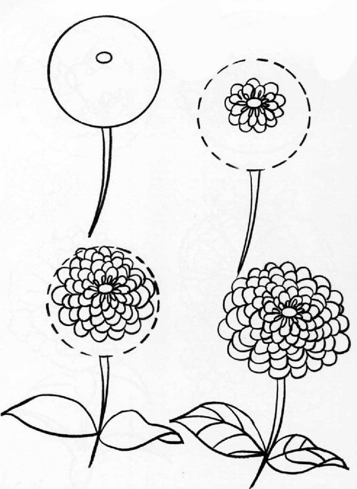 Zinnia Easy Drawing Ideas
