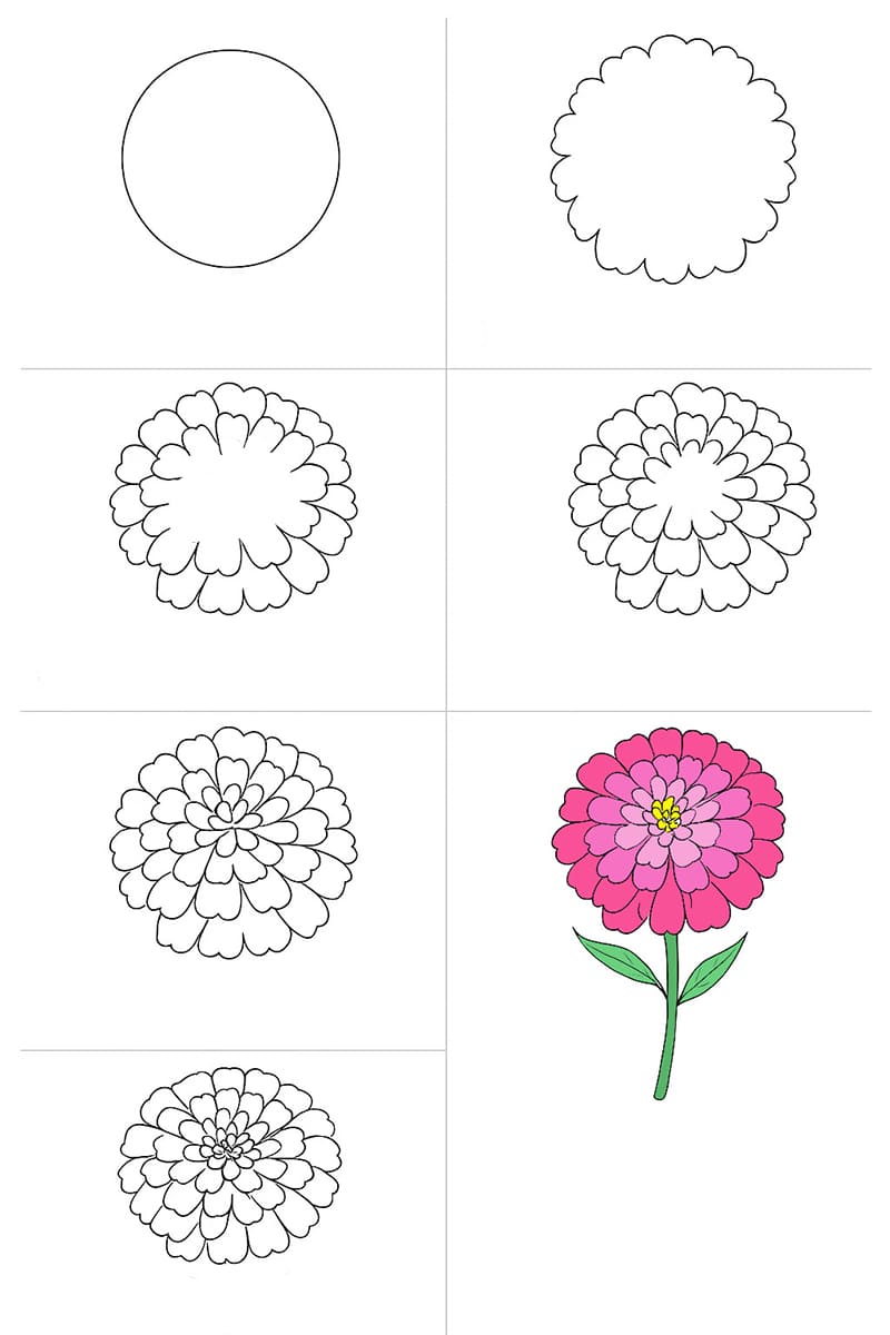 Zinnia Flower Drawing Ideas