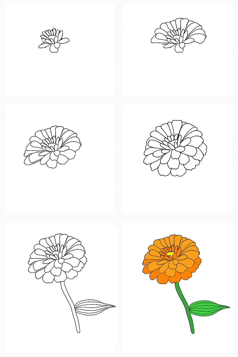 Zinnia Gorgeous Drawing Ideas