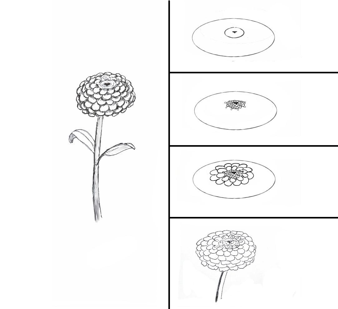 Zinnia Sketch Drawing Ideas