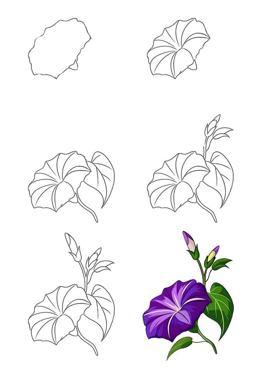 Morning Glory Drawing Ideas