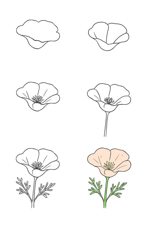 California Poppy Easy Drawing Ideas
