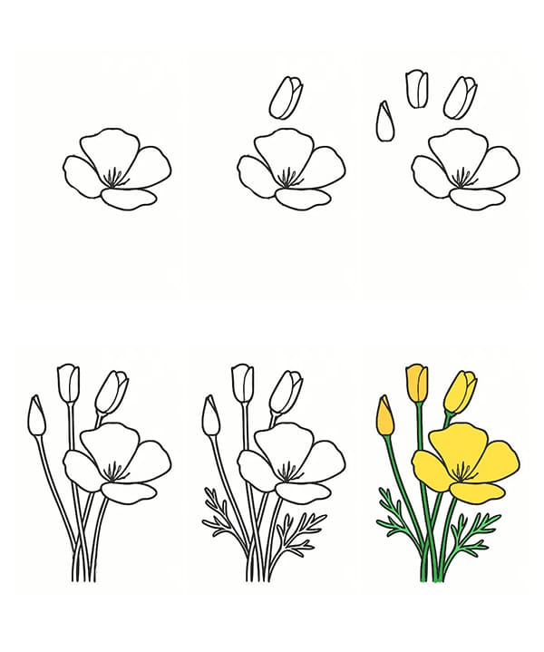California Poppy Idea Drawing Ideas