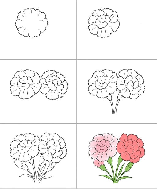 Carnation Lovely Drawing Ideas