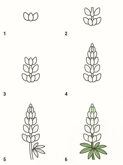 Lupine White Drawing Ideas
