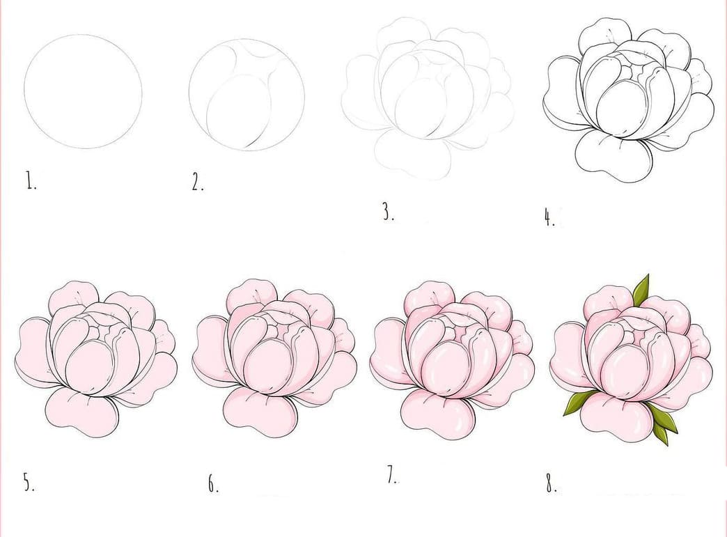 Peony Cute Drawing Ideas