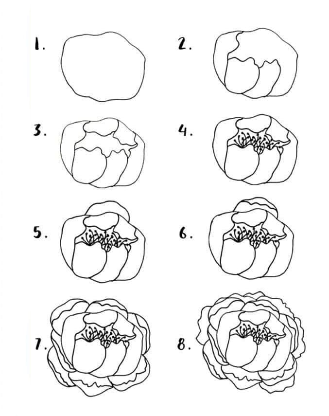 Peony Doodle Drawing Ideas