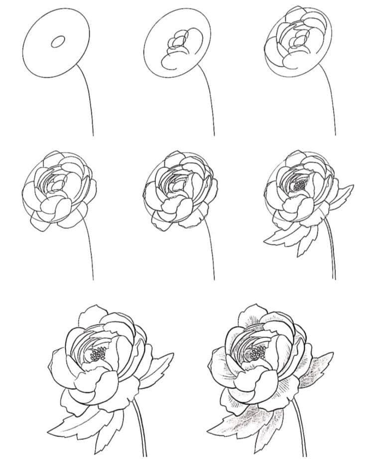 Peony Sketch Drawing Ideas