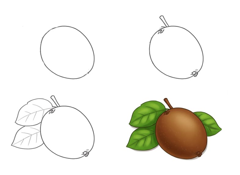 Basic Kiwi Drawing Ideas