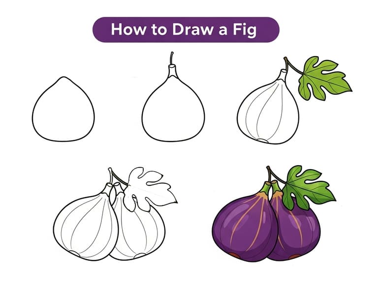 Fresh Figs Drawing Ideas