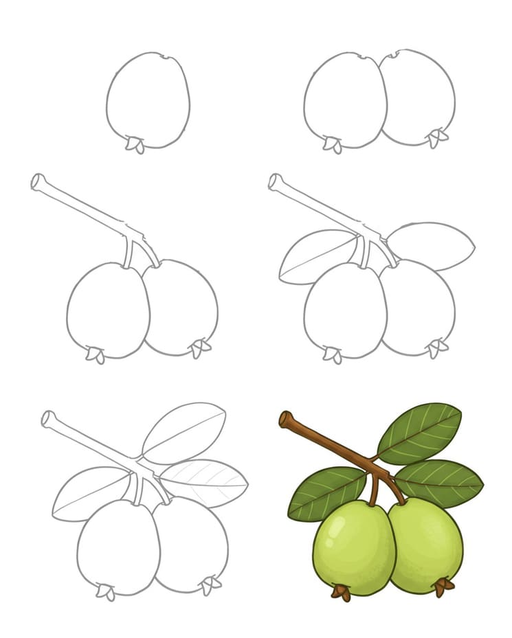 Guavas on the Branch Drawing Ideas