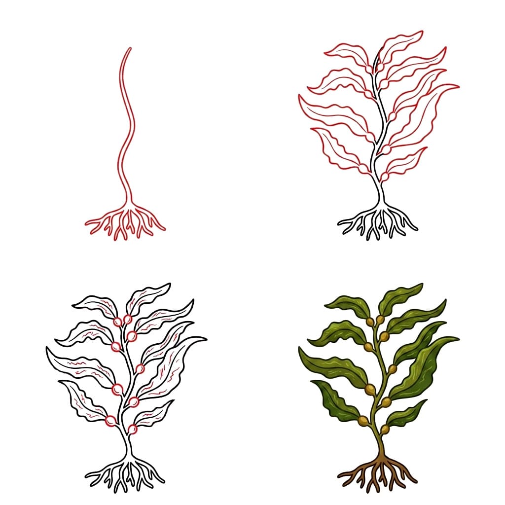 Bull Kelp seaweed Drawing Ideas
