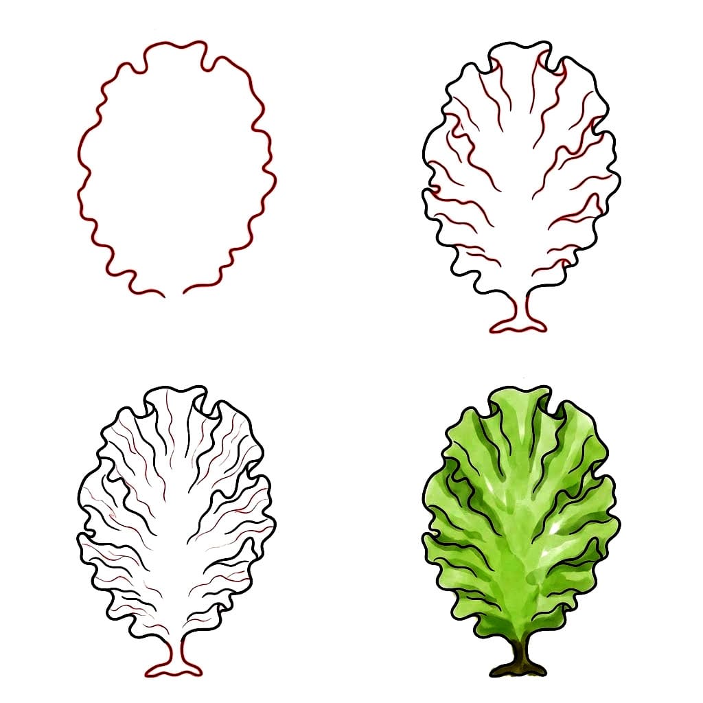 Irish Moss seaweed Drawing Ideas