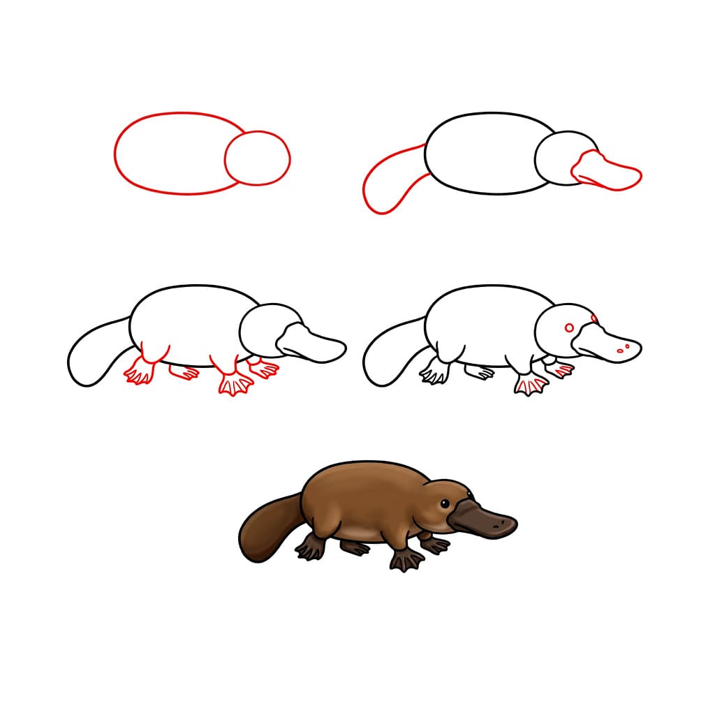 Realistic platypus Drawing Ideas