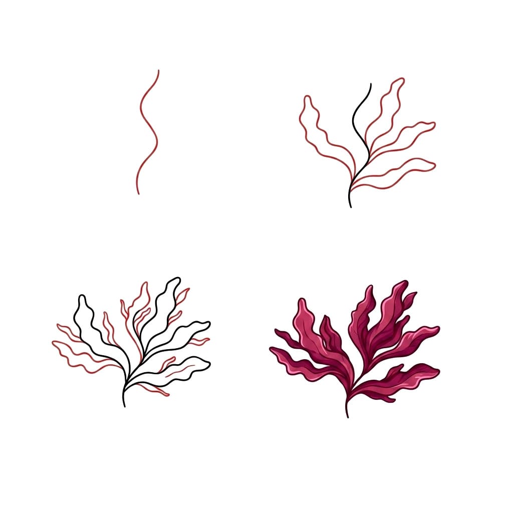 Red Algae seaweed Drawing Ideas