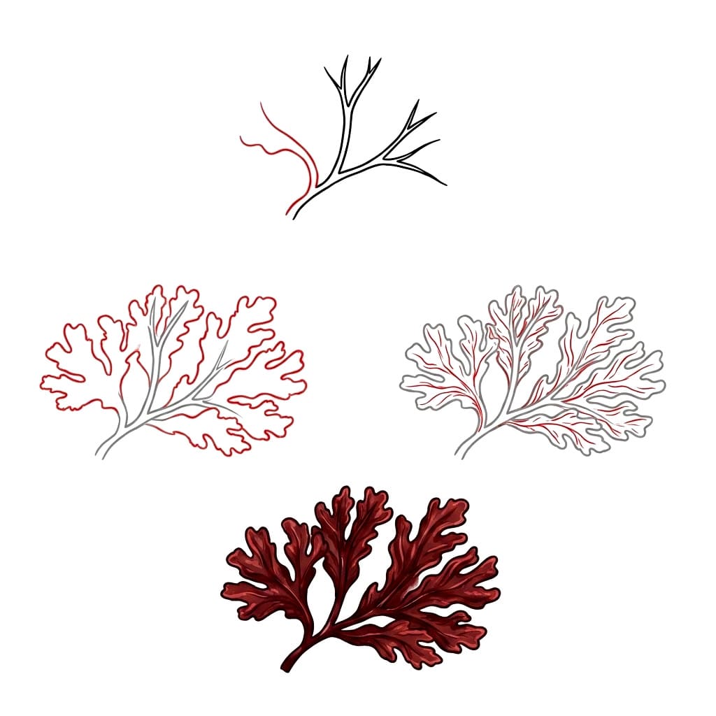 Red Dulse seaweed Drawing Ideas
