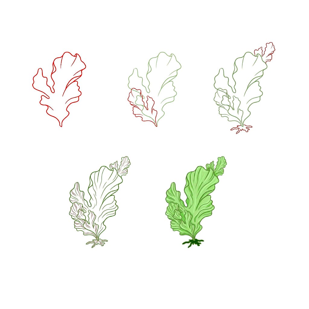 Sea Lettuce Drawing Ideas