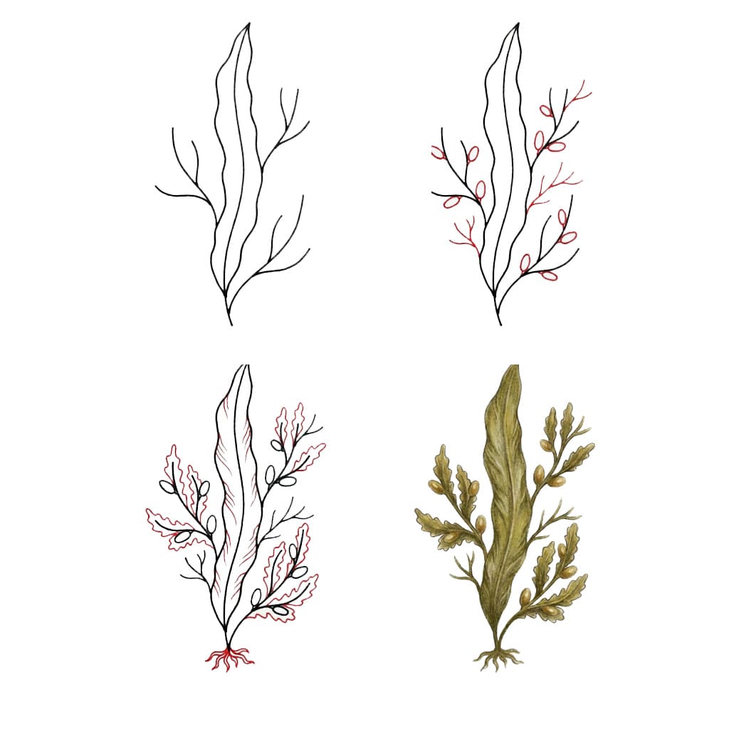 Serrated Wrack seaweed Drawing Ideas